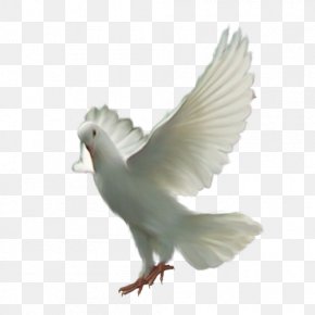 Pigeons And Doves Bird Transparency Release Dove Animal, PNG ...