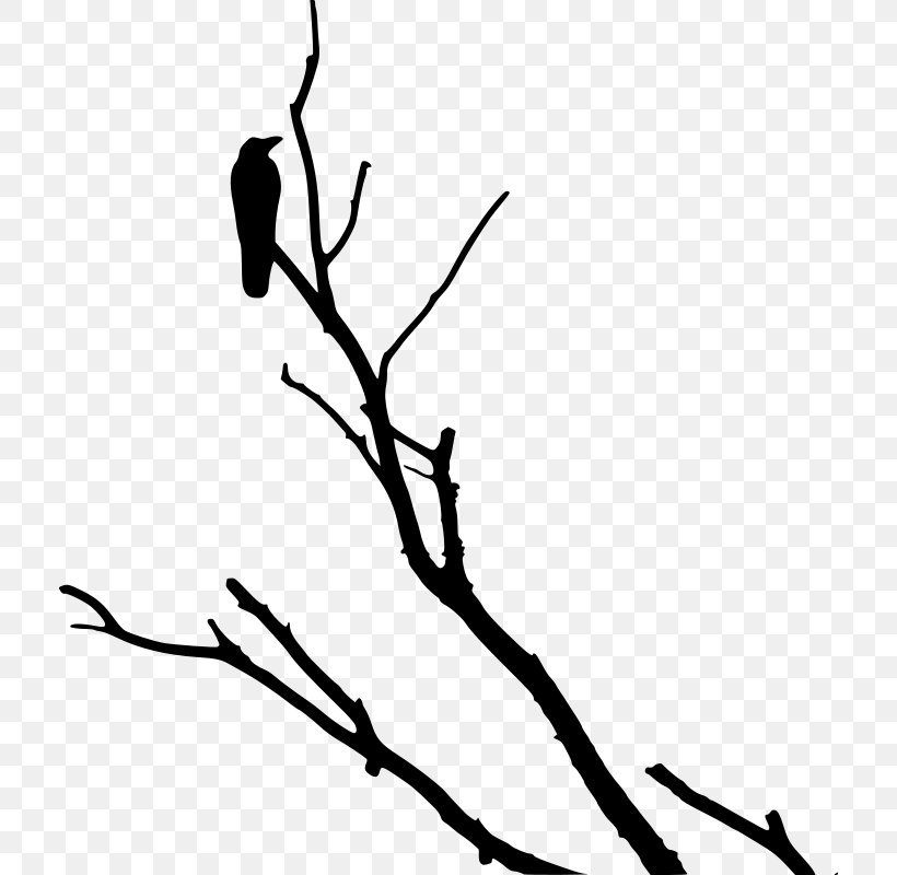American Crow Rook Bird Tree, PNG, 712x800px, American Crow, Artwork, Beak, Bird, Black Download Free