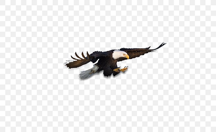 Bald Eagle Download Clip Art, PNG, 600x500px, Bald Eagle, Accipitriformes, Beak, Bird, Bird Of Prey Download Free