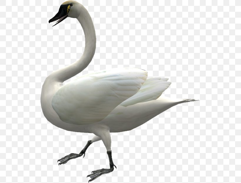Domestic Goose Duck Swan Goose Cygnini, PNG, 545x622px, Goose, Anatidae, Anseriformes, Beak, Bird Download Free