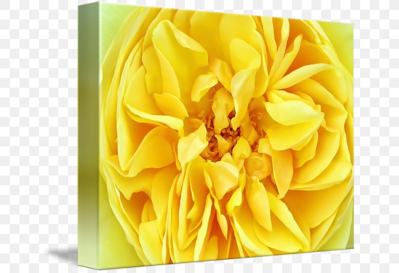 Floral Design Cut Flowers Petal, PNG, 650x560px, Floral Design, Cut Flowers, Floristry, Flower, Flowering Plant Download Free