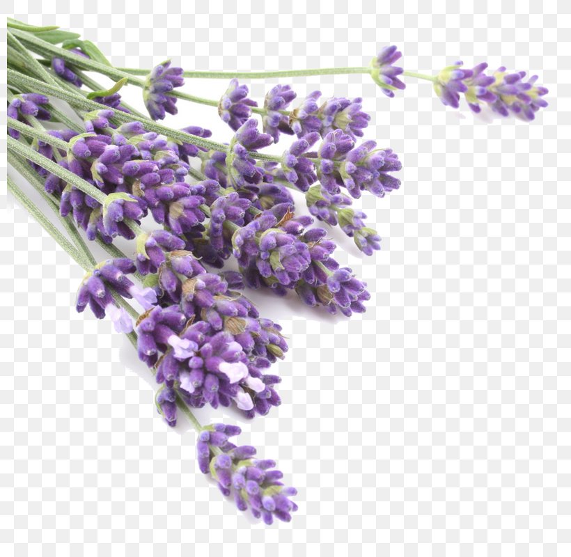 Lavender Oil Odor Herb Flavor, PNG, 799x800px, Lavender, Anise, Balsamic Vinegar, Castor Oil, English Lavender Download Free