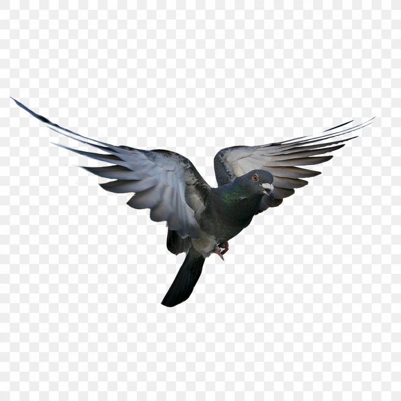 Rock Dove Bird Columbidae Flight Feather, PNG, 1000x1000px, Rock Dove, Animal, Beak, Bird, Columbidae Download Free