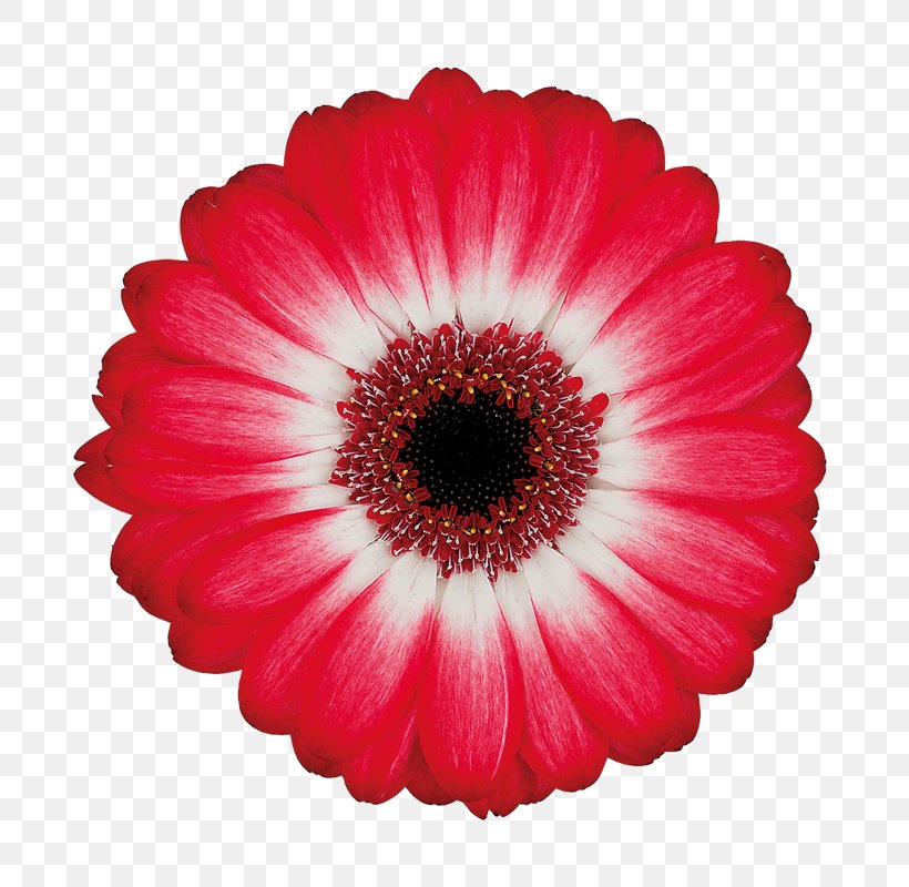 Transvaal Daisy Cut Flowers Magenta Salmon (color), PNG, 800x800px, Transvaal Daisy, Annual Plant, Color, Cut Flowers, Daisy Download Free