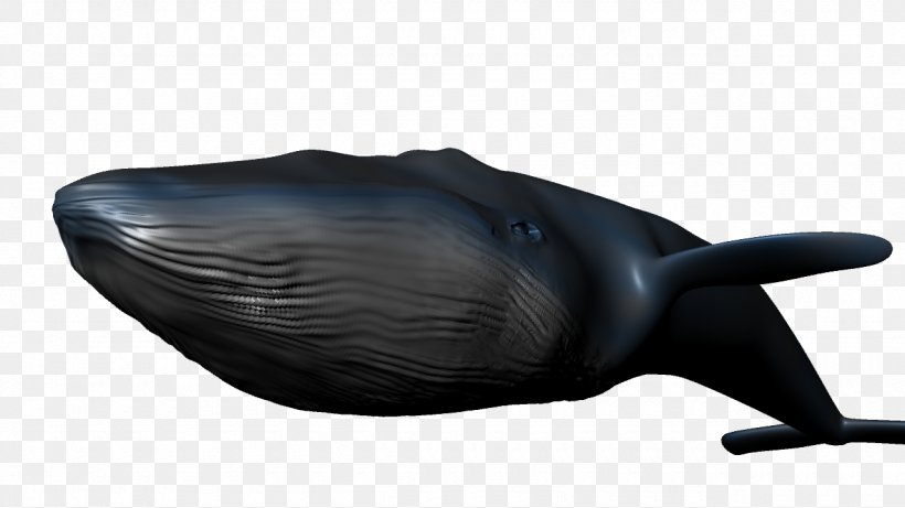 Whale 3d Model Free Download
