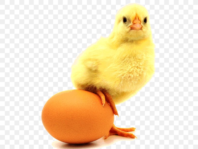Chicken Or The Egg Chicken Or The Egg Incubator Eggshell, PNG, 502x618px, Chicken, Beak, Bird, Business, Chicken Or The Egg Download Free