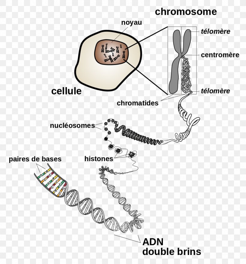 DNA Chromosome Cell Division Gene, PNG, 956x1024px, Watercolor, Cartoon, Flower, Frame, Heart Download Free