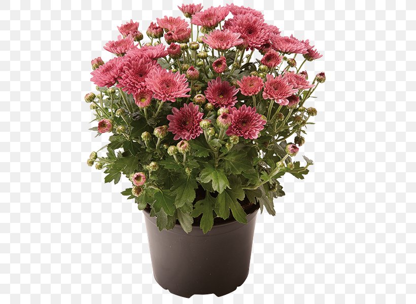 Flowerpot Chrysanthemum Monarda Didyma Houseplant, PNG, 600x600px, Flowerpot, Annual Plant, Cactaceae, Chrysanthemum, Chrysanths Download Free