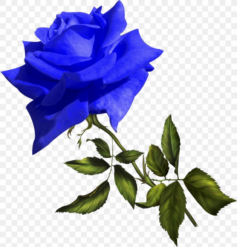 Footage Blue Rose Video Film Editing Birthday, PNG, 1153x1200px, Footage, Beeldtelefoon, Birthday, Blue, Blue Rose Download Free