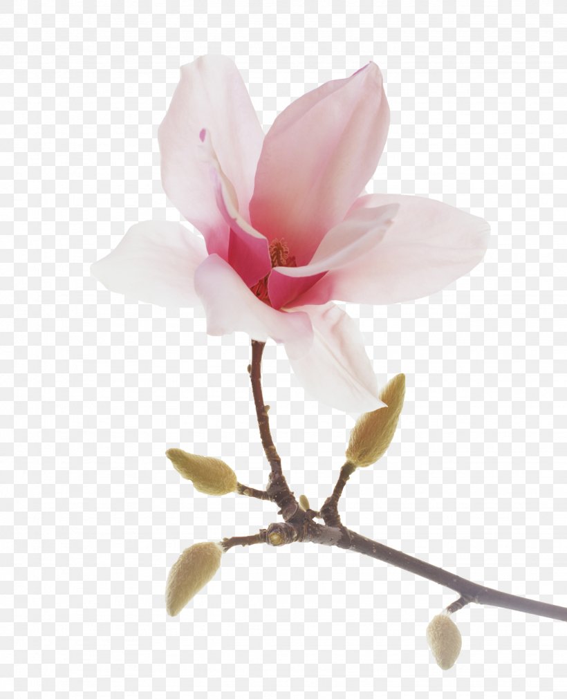 Blossom Photography Image Star Magnolia Flowering Plant, PNG, 1946x2400px, Blossom, Branch, Chinese Magnolia, Flower, Flowering Plant Download Free