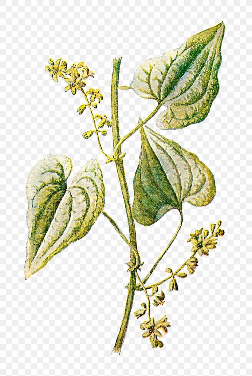 Botany Botanical Illustration Herb Plant Clip Art, PNG, 1072x1600px, Botany, Antique, Botanical Illustration, Branch, Dahlia Download Free