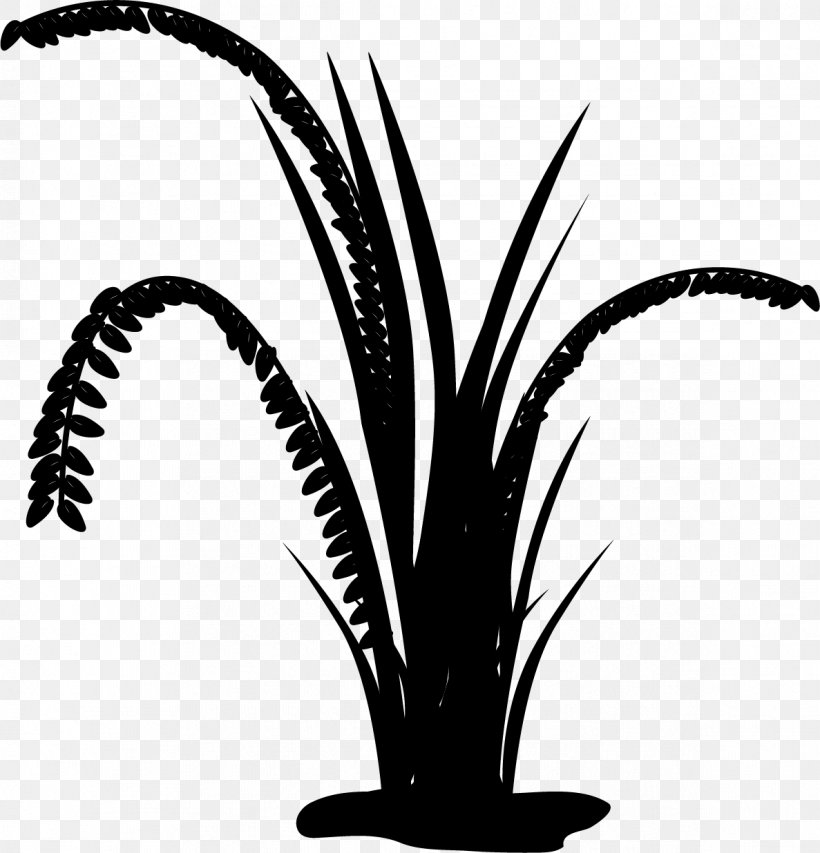 Date Palm Black & White, PNG, 1187x1236px, Date Palm, Arecales, Black White M, Blackandwhite, Botany Download Free