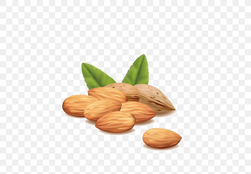 Hazelnut Almond Royalty-free, PNG, 567x567px, Nut, Almond, Commodity, Food, Hazelnut Download Free
