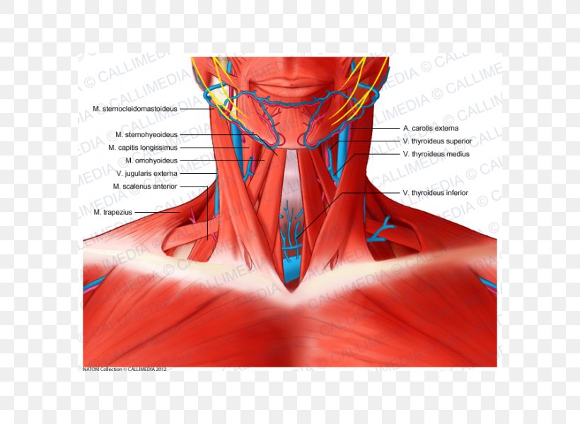 Scalene Muscles Muscular System Neck Anatomy, PNG, 600x600px, Watercolor, Cartoon, Flower, Frame, Heart Download Free