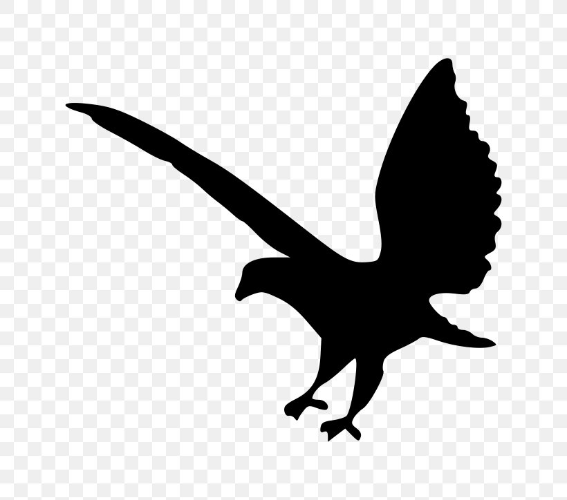 Bald Eagle Silhouette Clip Art, PNG, 800x724px, Bald Eagle, Beak, Bird, Bird Of Prey, Black And White Download Free