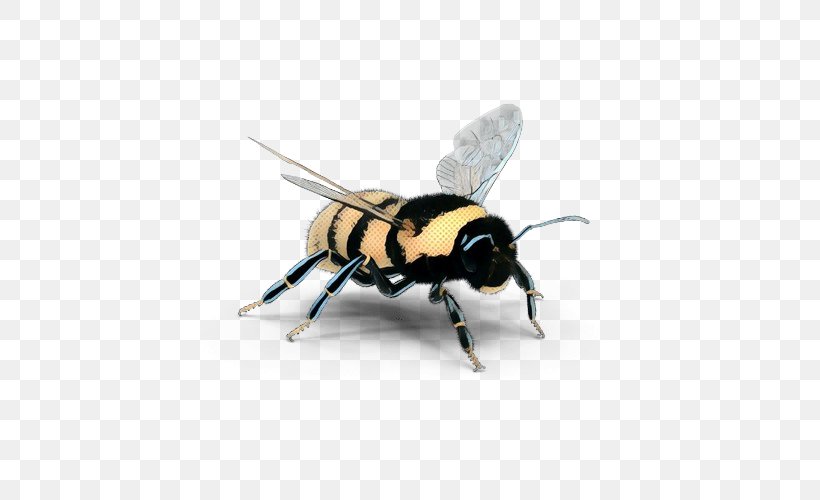 Bee Cartoon, PNG, 500x500px, Bee, Blowflies, Bumblebee, Carpenter Bee, Eumenidae Download Free