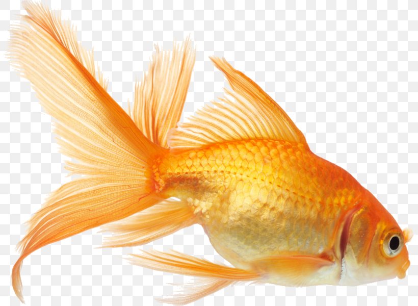 Koi Goldfish Aquarium Fish Feeder, PNG, 805x600px, Koi, Aquarium, Aquarium Fish Feed, Aquarium Fish Feeder, Bony Fish Download Free