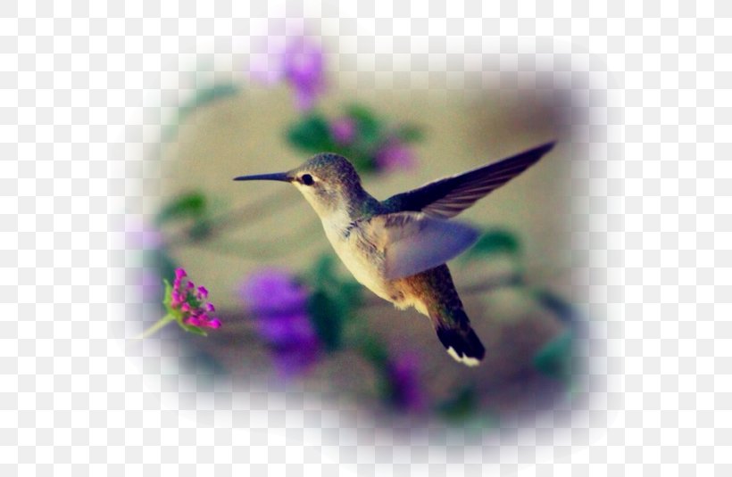 Costa's Hummingbird Wire-crested Thorntail Beak, PNG, 572x535px, Hummingbird, Animal, Beak, Bird, Bird Feeders Download Free