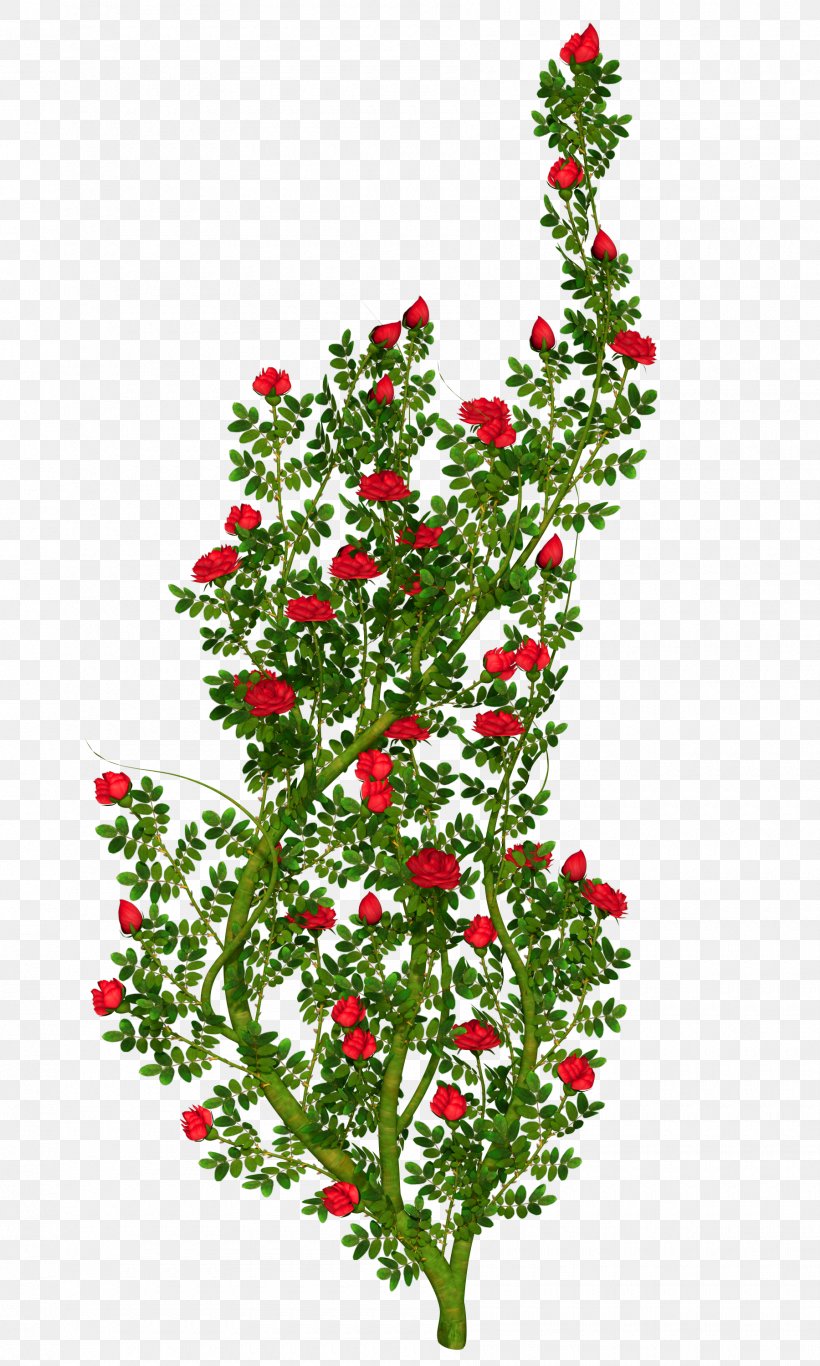 Floral Ornament Rose Clip Art, PNG, 1800x3000px, Floral Ornament, Aquifoliaceae, Aquifoliales, Branch, Christmas Decoration Download Free