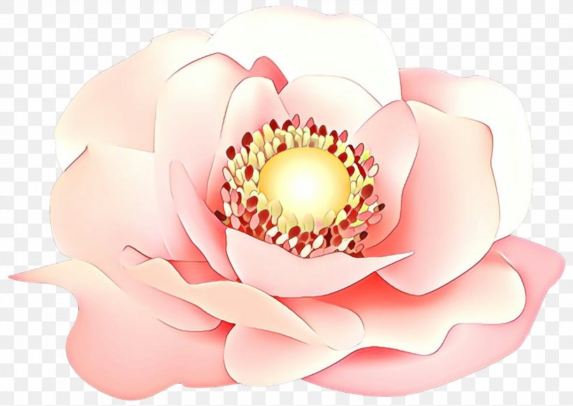 Petal Pink Flower Plant Lotus Family, PNG, 3000x2128px, Cartoon, Aquatic Plant, Flower, Flowering Plant, Lotus Family Download Free