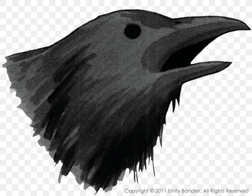American Crow Common Raven White Beak, PNG, 830x646px, American Crow, Beak, Bird, Black And White, Common Raven Download Free