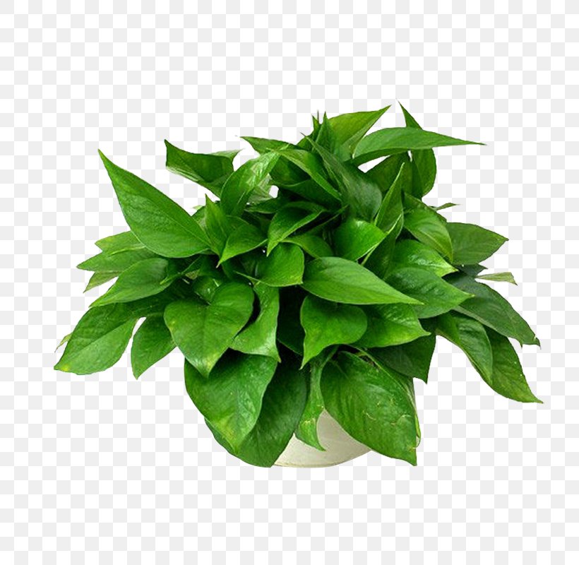Devil's Ivy Leaf Plants Chlorophytum Comosum Formaldehyde, PNG, 800x800px, Watercolor, Cartoon, Flower, Frame, Heart Download Free