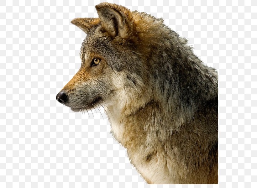 Dog Coyote Arctic Wolf Desktop Wallpaper Black Wolf, PNG, 600x600px, Dog, Arctic Wolf, Black Wolf, Canidae, Canis Lupus Tundrarum Download Free