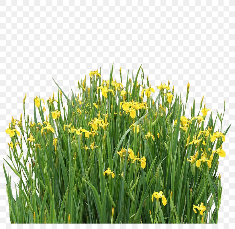 Iris Pseudacorus Aquatic Plant Sweet Flag Nelumbo Nucifera, PNG, 800x800px, Iris Pseudacorus, Aquatic Plant, Common Water Hyacinth, Flower, Flowering Plant Download Free