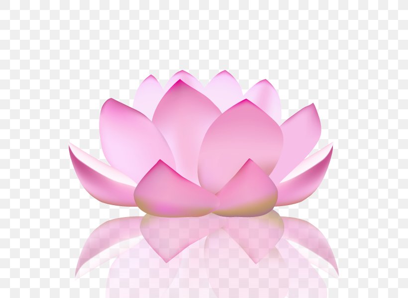Nelumbo Nucifera Yoga Flower Lotus Position, PNG, 800x600px, Nelumbo Nucifera, Floral Design, Flower, Lilac, Lotus Position Download Free
