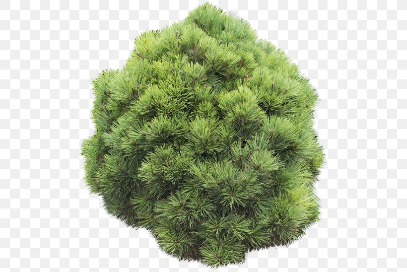 Pine Shrubland Evergreen Circle, PNG, 548x548px, Pine, Alpha Compositing, Biome, Conifer, Evergreen Download Free