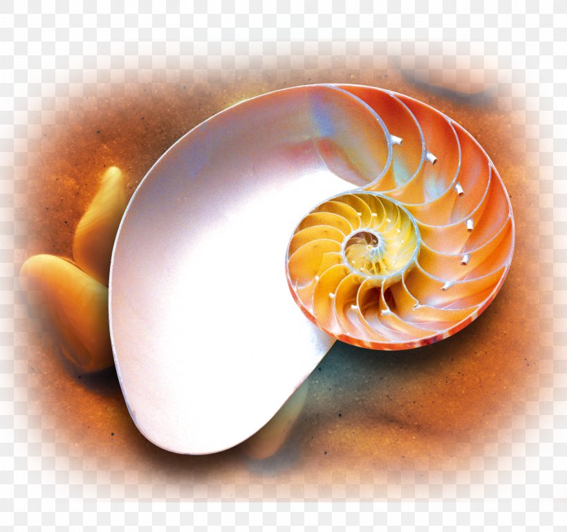 Poster, PNG, 2301x2159px, Poster, Chambered Nautilus, Conchology, Drawing, Image Resolution Download Free