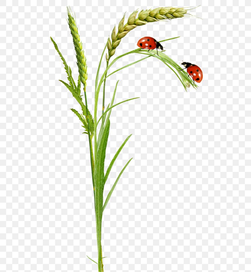 Beetle Clip Art Image Seven-spot Ladybird, PNG, 542x886px, Beetle, Animal, Coccinella, Commodity, Drawing Download Free