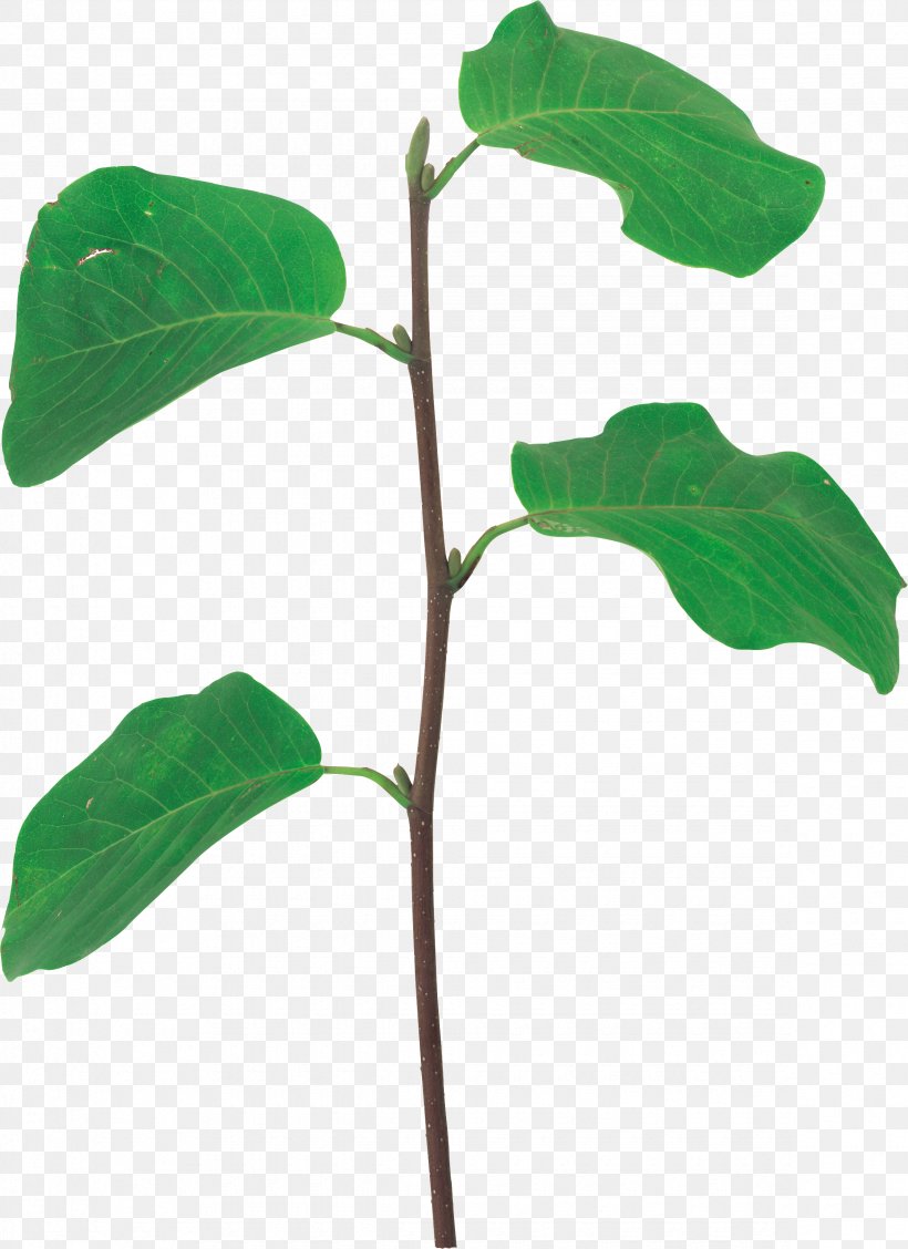 Branch Leaf Plant Stem Clip Art, PNG, 2350x3234px, Branch, Leaf, Megabyte, Plant, Plant Stem Download Free