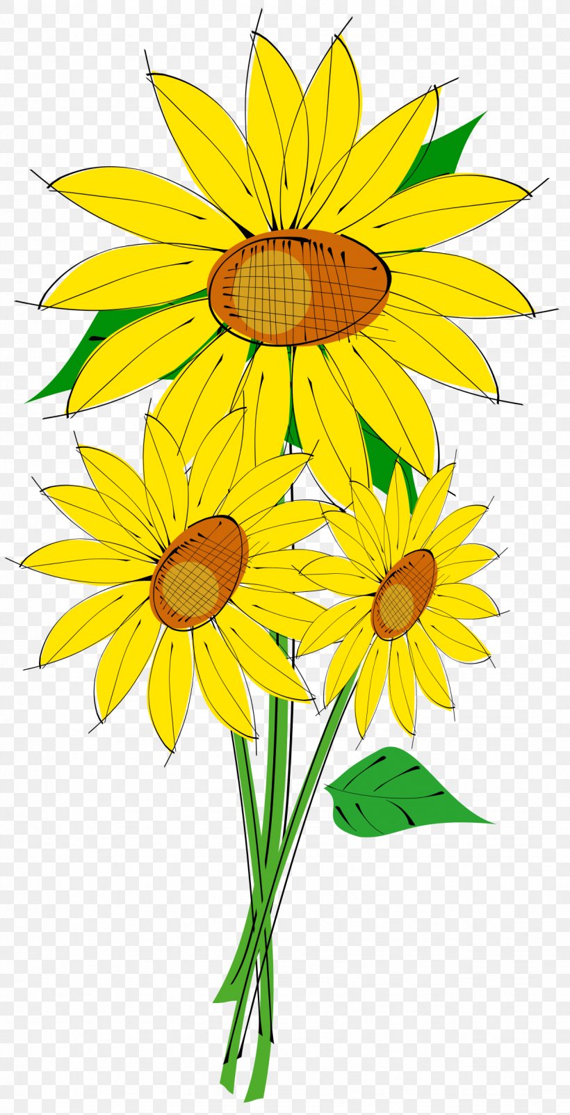 Common Sunflower Clip Art, PNG, 1227x2400px, Common Sunflower, Cut Flowers, Daisy, Daisy Family, Flora Download Free