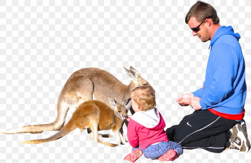 Dog Child Kangaroo, PNG, 1500x974px, Dog, Animal, Boy, Child, Dog Like Mammal Download Free