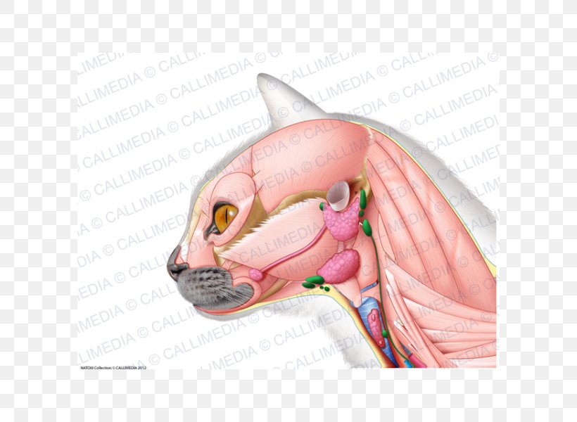 Ischiocavernosus Muscle Anatomy Neck Human Body, PNG, 600x600px, Watercolor, Cartoon, Flower, Frame, Heart Download Free