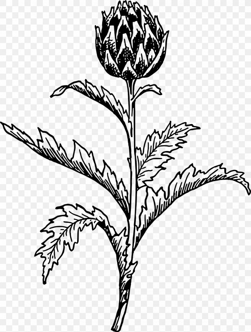 Artichoke Thistle Vegetable Clip Art, PNG, 970x1280px, Artichoke, Artwork, Black And White, Branch, Cardoon Download Free