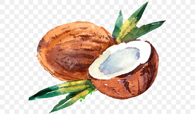 Coconut Milk Coconut Water Drawing Watercolor Painting, PNG, 582x480px, Coconut Milk, Arecales, Attalea Speciosa, Coconut, Coconut Oil Download Free