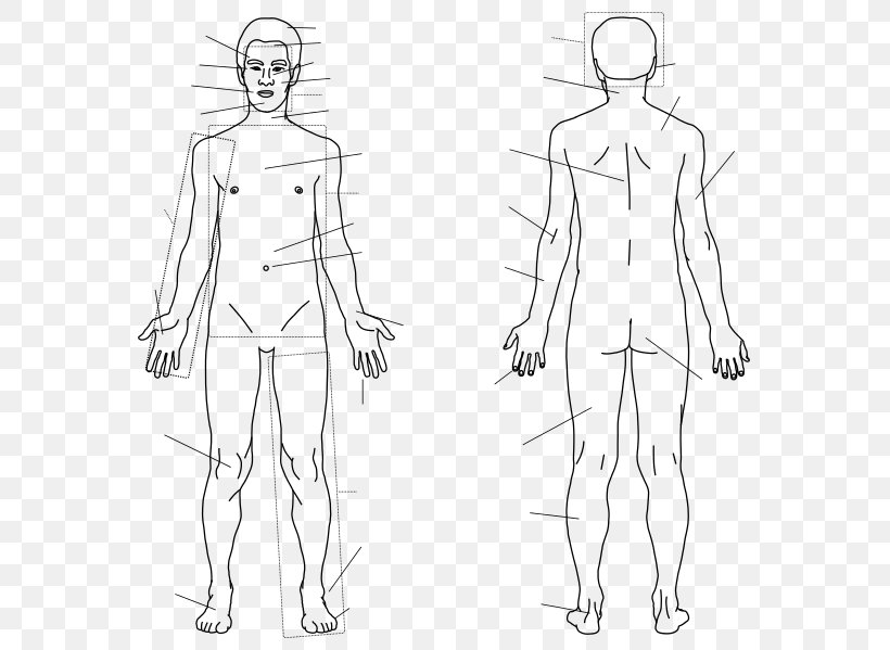 Finger Homo Sapiens Human Body Sketch, PNG, 585x599px, Watercolor, Cartoon, Flower, Frame, Heart Download Free