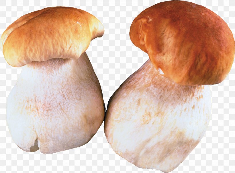 Fungus Edible Mushroom Pleurotus Eryngii Clip Art, PNG, 3353x2480px, Fungus, Bun, Edible Mushroom, Food, Ingredient Download Free