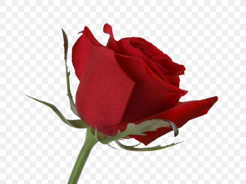 Garden Roses Cut Flowers Bud, PNG, 1600x1200px, Rose, Bud, Cut Flowers, Family, Floribunda Download Free