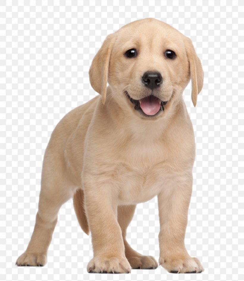 Labrador Retriever Puppy Yorkshire Terrier Clip Art, PNG, 1909x2197px, Labrador Retriever, Animal, Carnivoran, Companion Dog, Cuteness Download Free