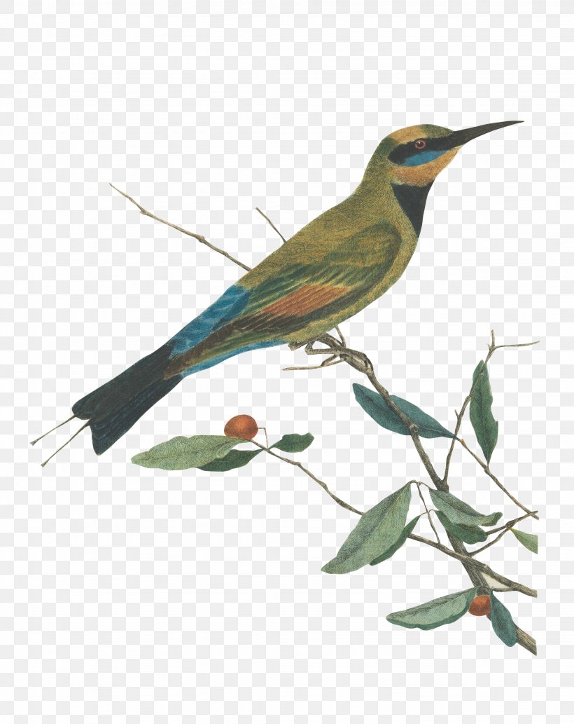 Mountain Bee Eater.Lewin, John. Birds Of New South Wales With Their Natural History. Sydney: G. Howe, 1813 Mountain Bee Eater.Lewin, John. Birds Of New South Wales With Their Natural History. Sydney: G. Howe, 1813, PNG, 2048x2581px, Sydney, Art, Artist, Beak, Bird Download Free