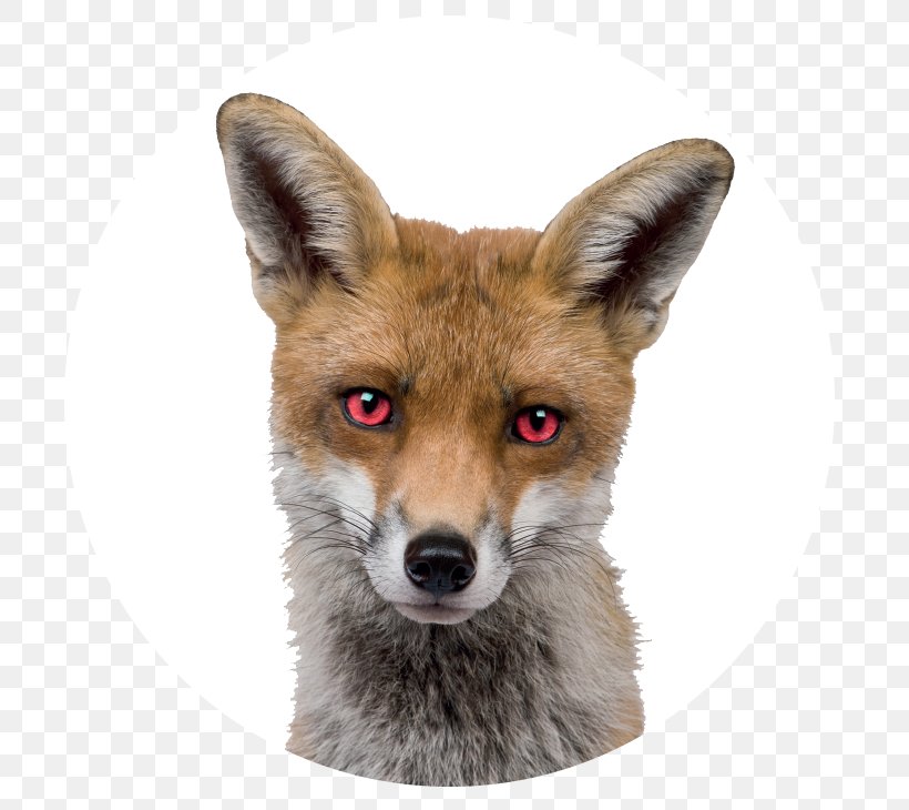 Red Fox Stock Photography Royalty-free, PNG, 735x730px, Red Fox, Animal, Carnivoran, Dog Like Mammal, Fauna Download Free