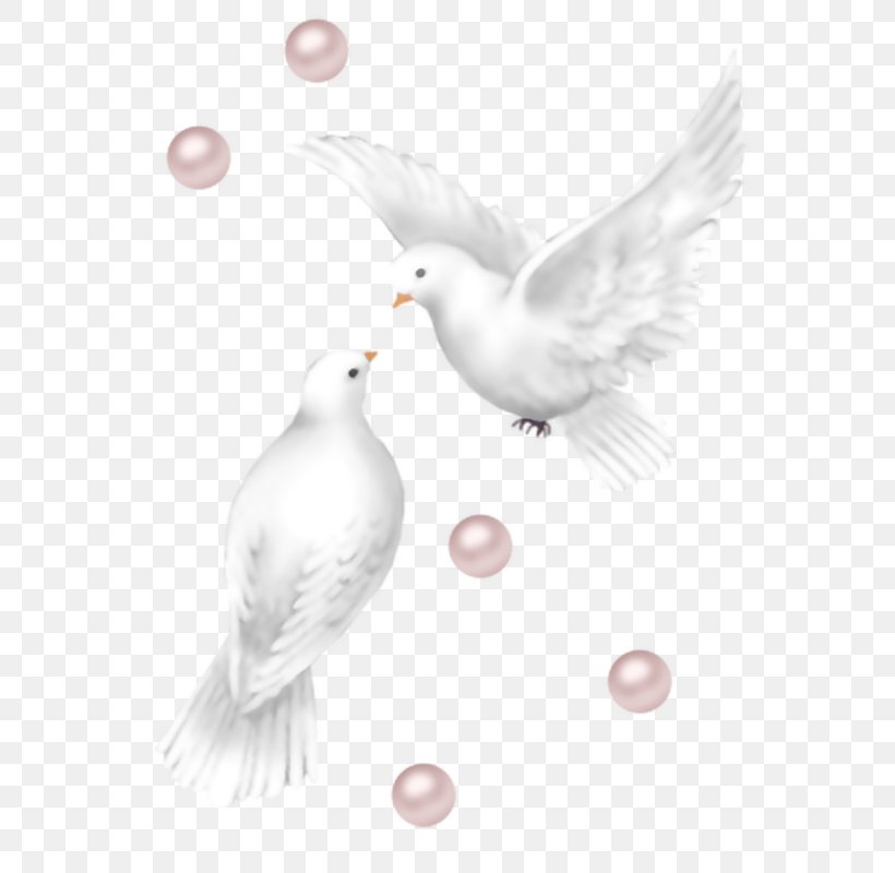Columbidae Release Dove Wedding Clip Art, PNG, 604x800px, Columbidae, Anniversary, Beak, Bird, Domestic Pigeon Download Free