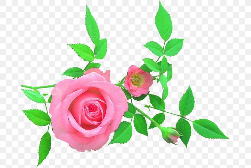Garden Roses Cabbage Rose Floral Design Cut Flowers Petal, PNG, 686x549px, Garden Roses, Cabbage Rose, Cut Flowers, Flora, Floral Design Download Free