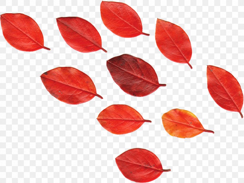 Leaf Red Autumn Leaves Flower, PNG, 1200x904px, Leaf, Autumn, Autumn Leaves, Color, Drawing Download Free