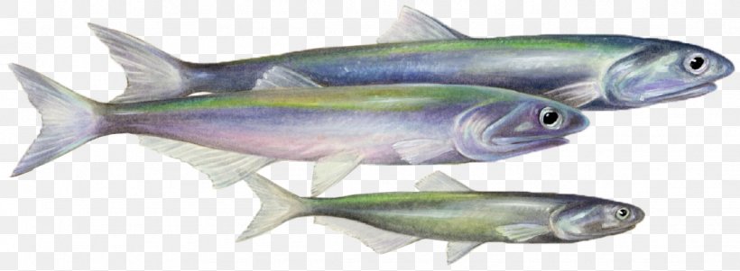 Sardine Fish Products Coho Salmon Mackerel Oily Fish, PNG, 1125x414px, Sardine, Biology, Bony Fish, Coho, Coho Salmon Download Free