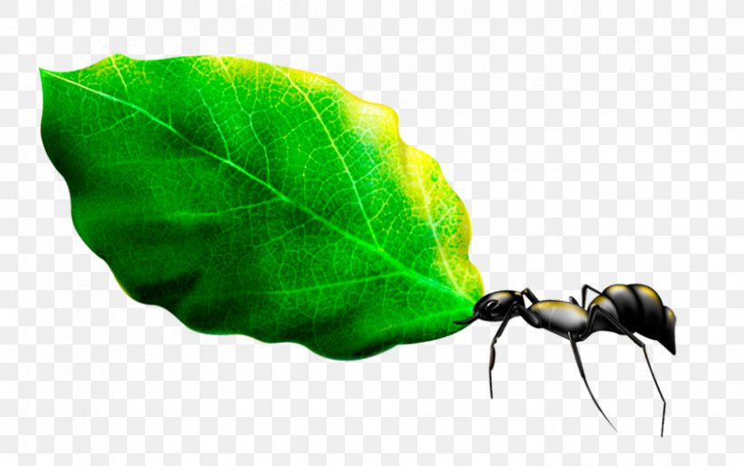 Ant Leaf Download, PNG, 837x525px, Ant, Designer, Flower, Ink Wash Painting, Insect Download Free