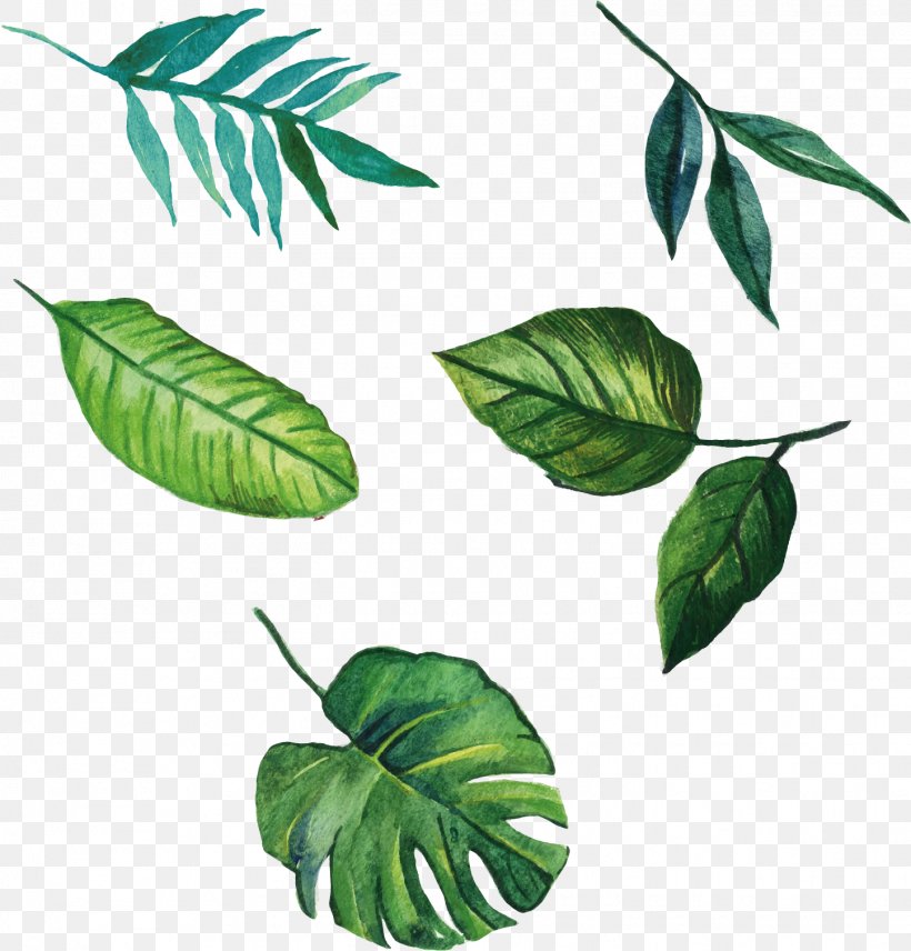 Leaf Euclidean Vector Download, PNG, 1446x1511px, Leaf, Branch, Cactaceae, Color, Drawing Download Free